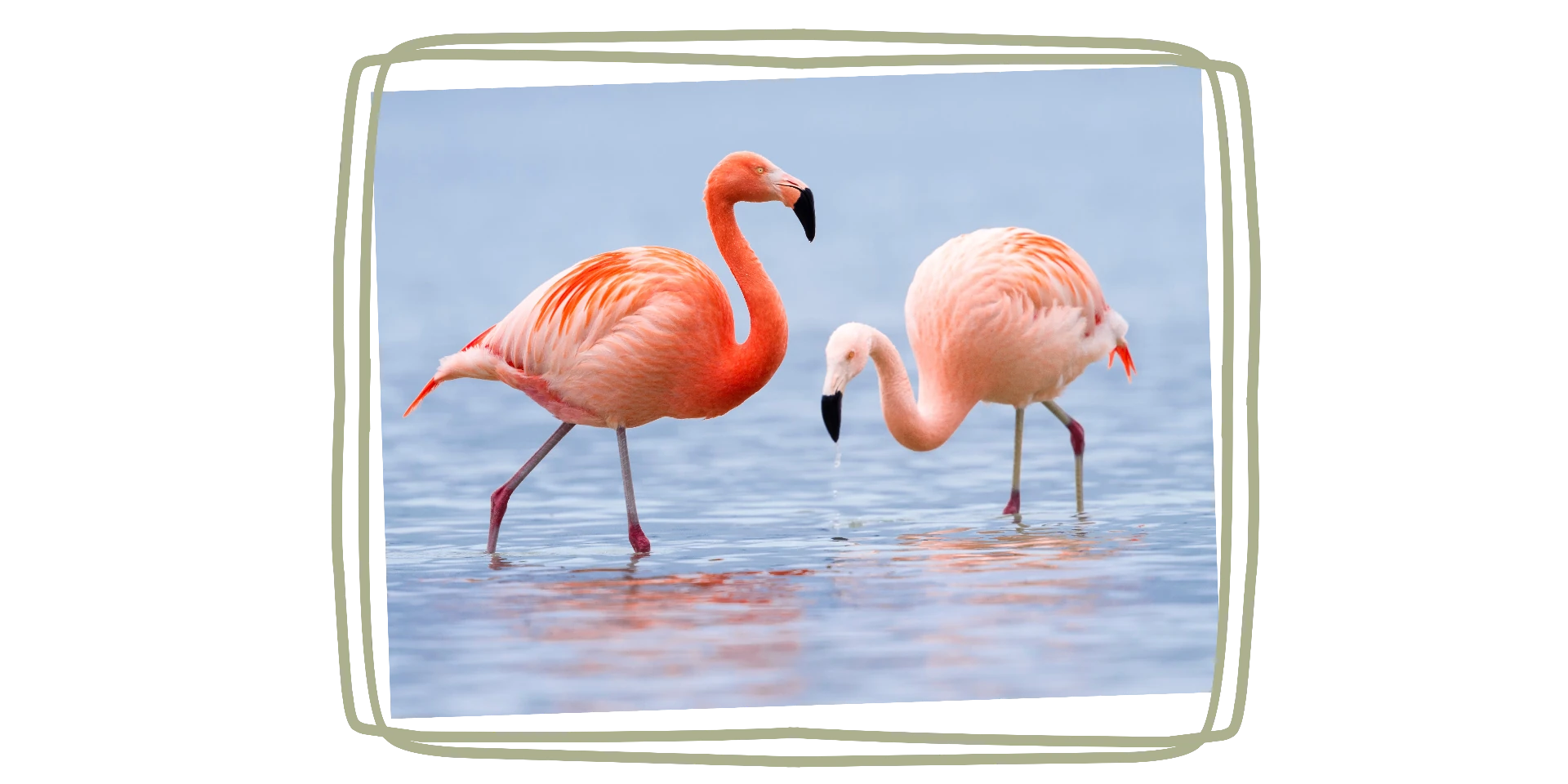 Twee flamingo's in ondiep water